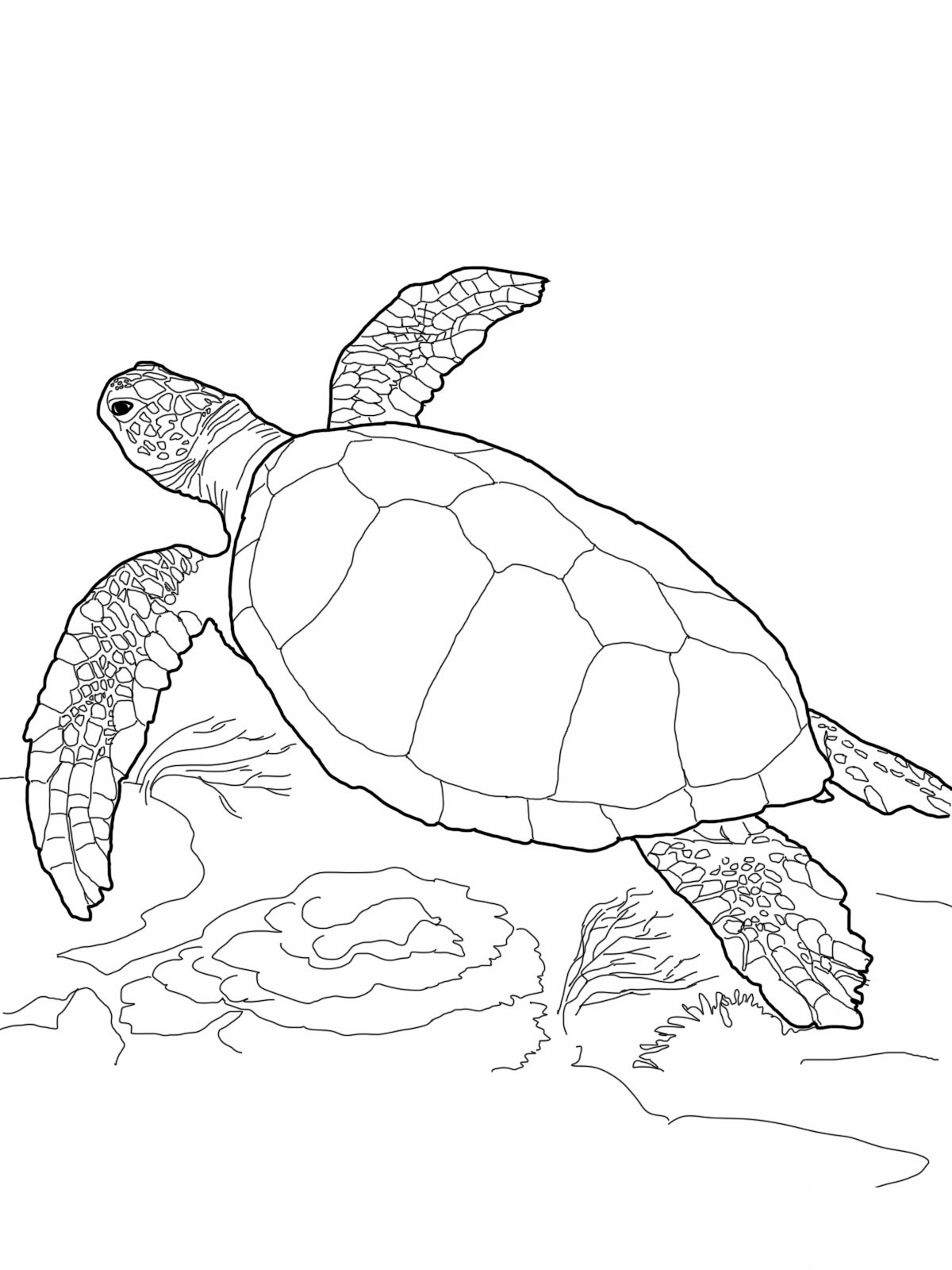 55 Free Printable Coloring Pages Of Turtles 12