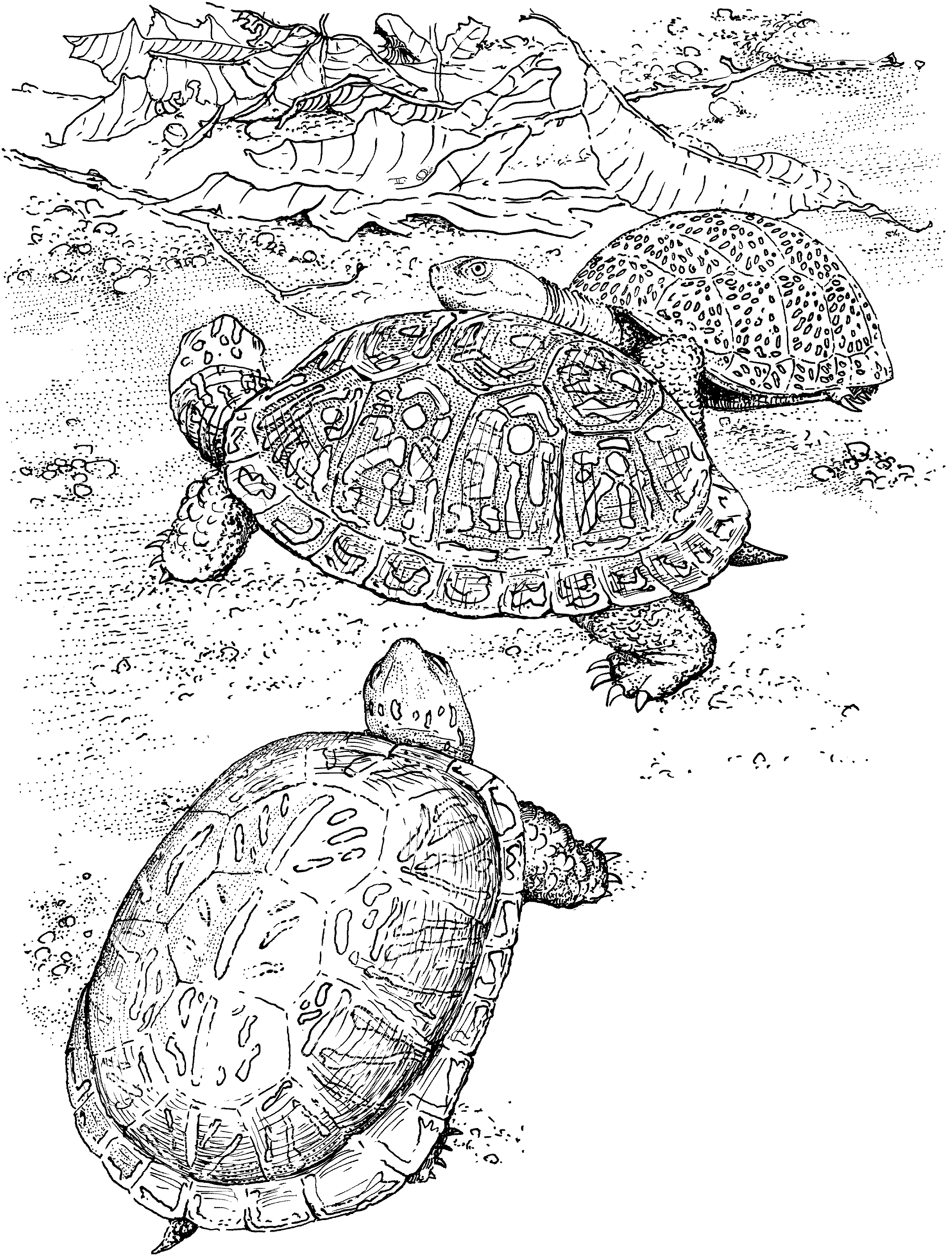 55 Free Printable Coloring Pages Of Turtles 13