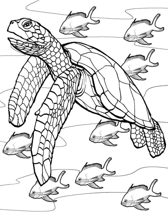 55 Free Printable Coloring Pages Of Turtles 27