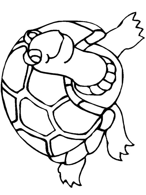 55 Free Printable Coloring Pages Of Turtles 33