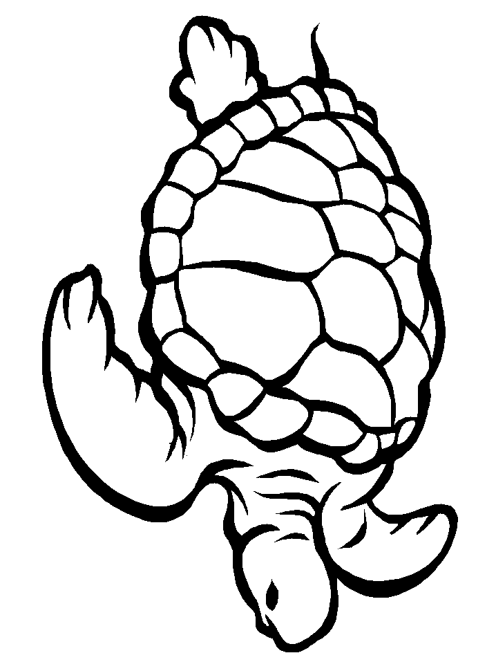 55 Free Printable Coloring Pages Of Turtles 39