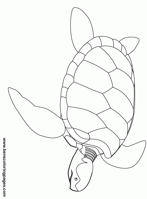 55 Free Printable Coloring Pages Of Turtles 44