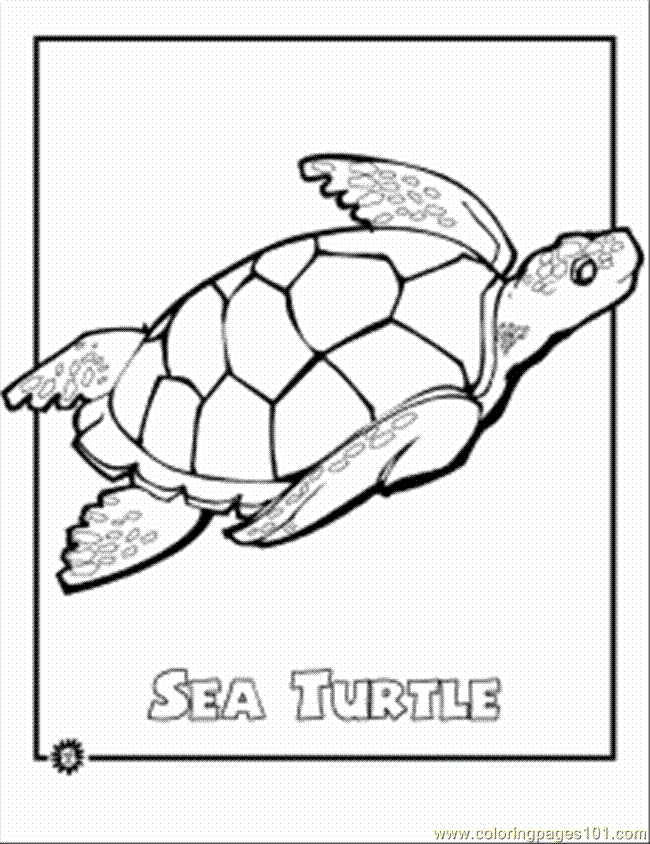 55 Free Printable Coloring Pages Of Turtles 49