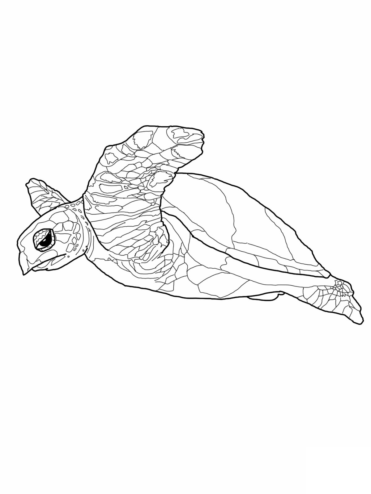 55 Free Printable Coloring Pages Of Turtles 62