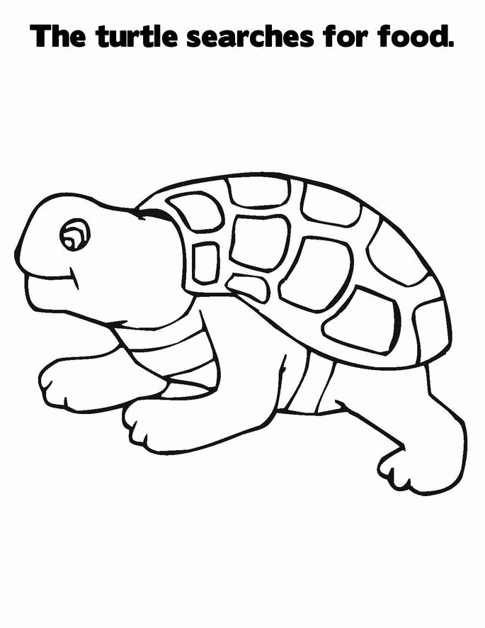 55 Free Printable Coloring Pages Of Turtles 64