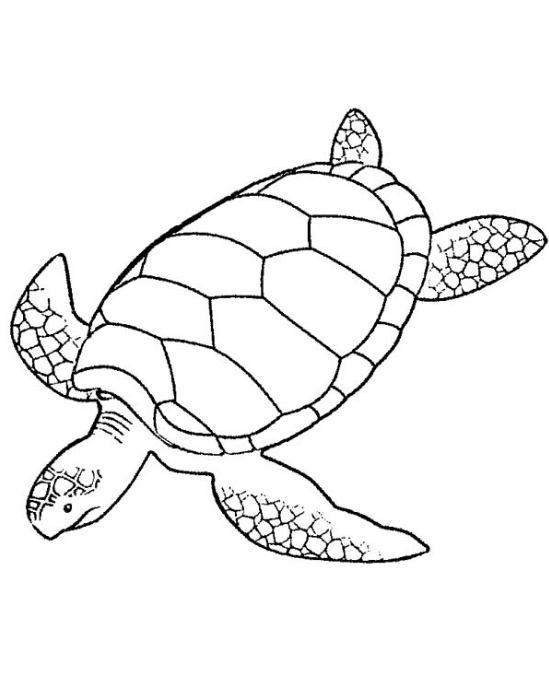 55 Free Printable Coloring Pages Of Turtles 66