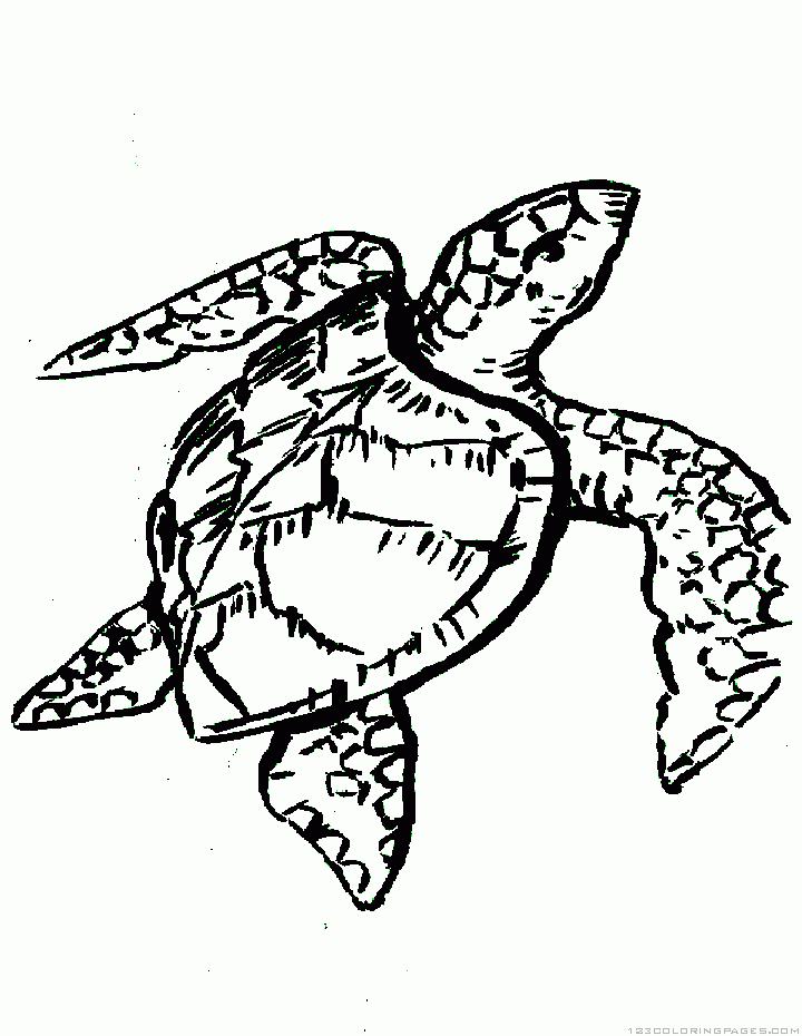 55 Free Printable Coloring Pages Of Turtles 67