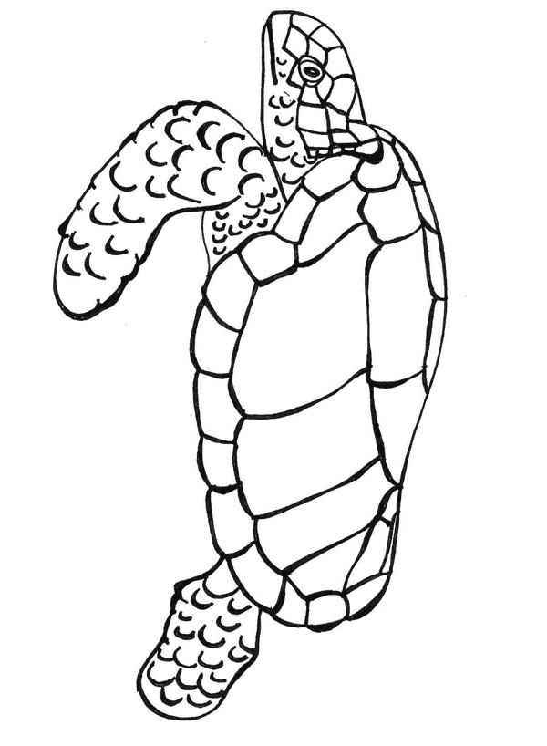 55 Free Printable Coloring Pages Of Turtles 71