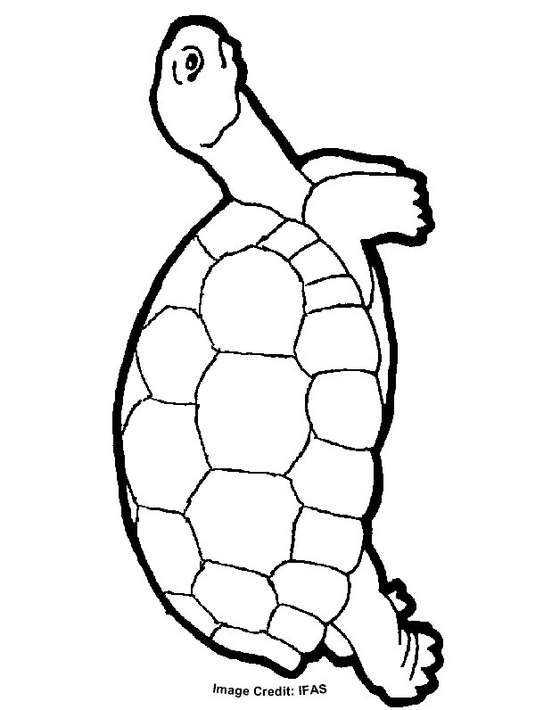 55 Free Printable Coloring Pages Of Turtles 78