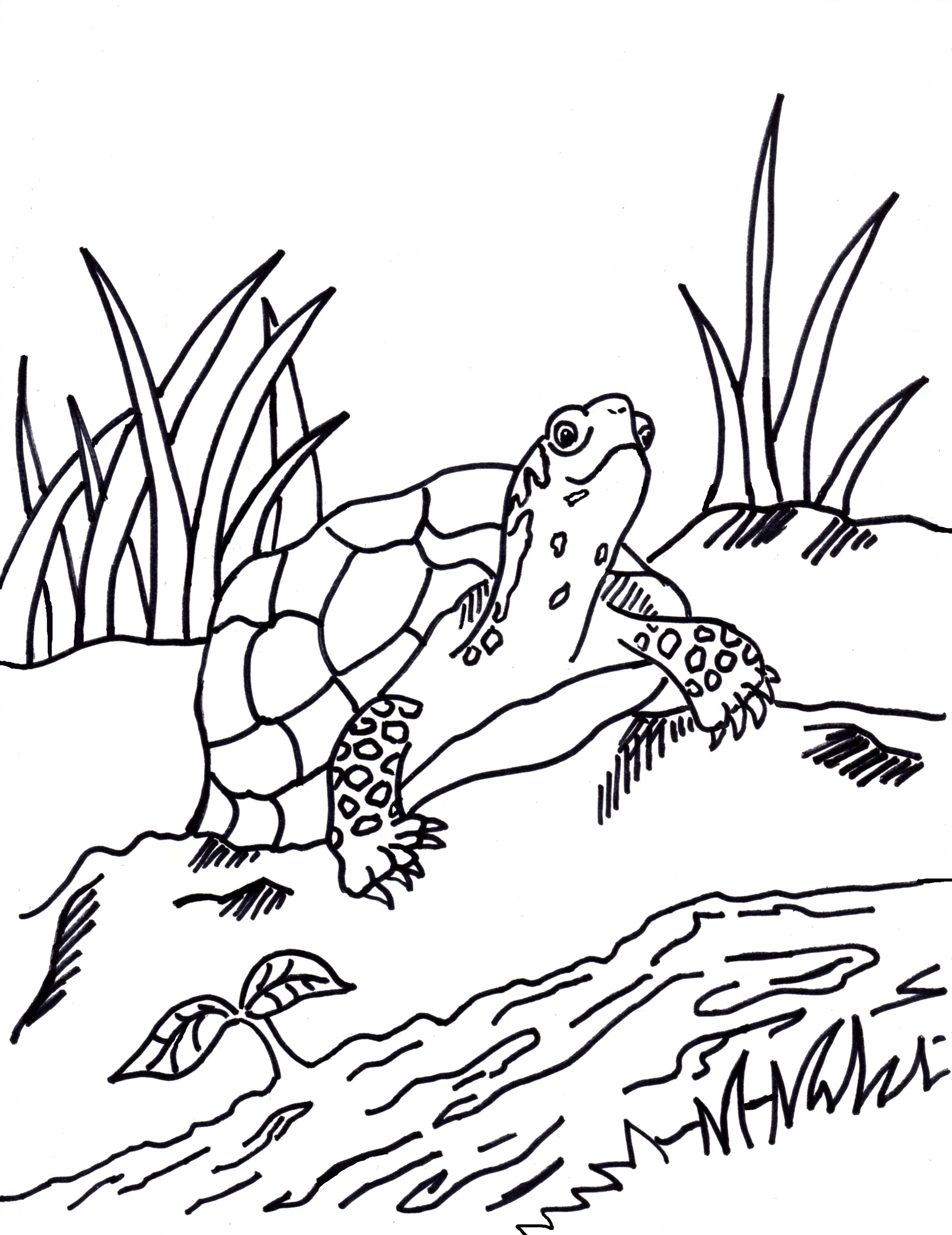 55 Free Printable Coloring Pages Of Turtles 84