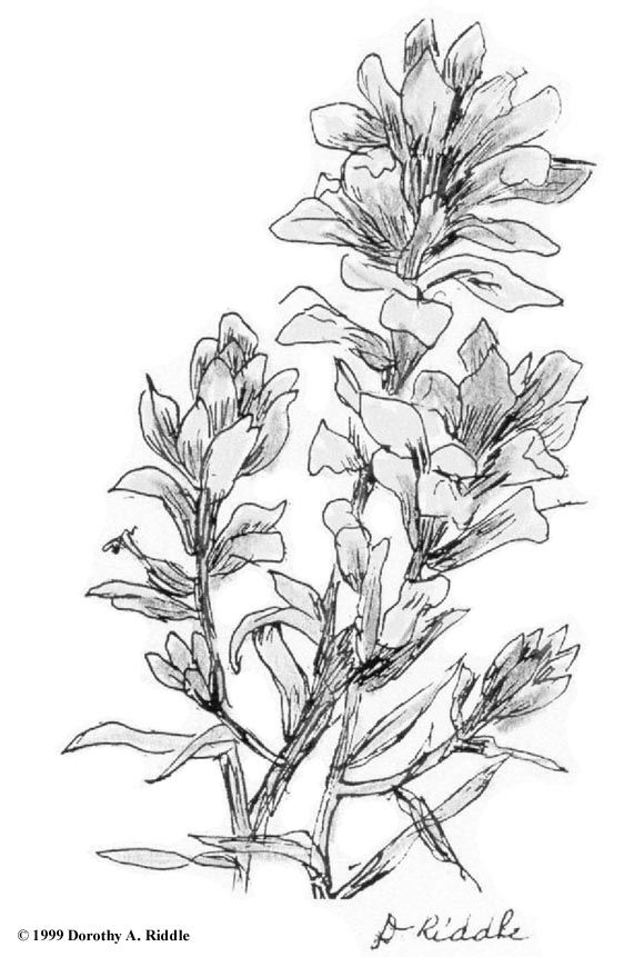 65 Paintbrush Coloring Page 69