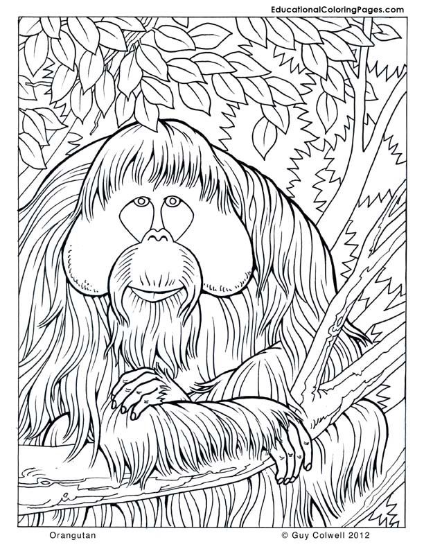 Get 85 Orangutan Coloring Pages Ideas 10