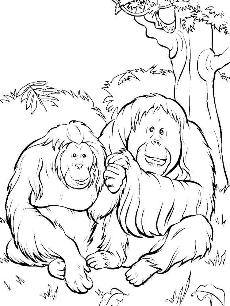 Get 85 Orangutan Coloring Pages Ideas 11