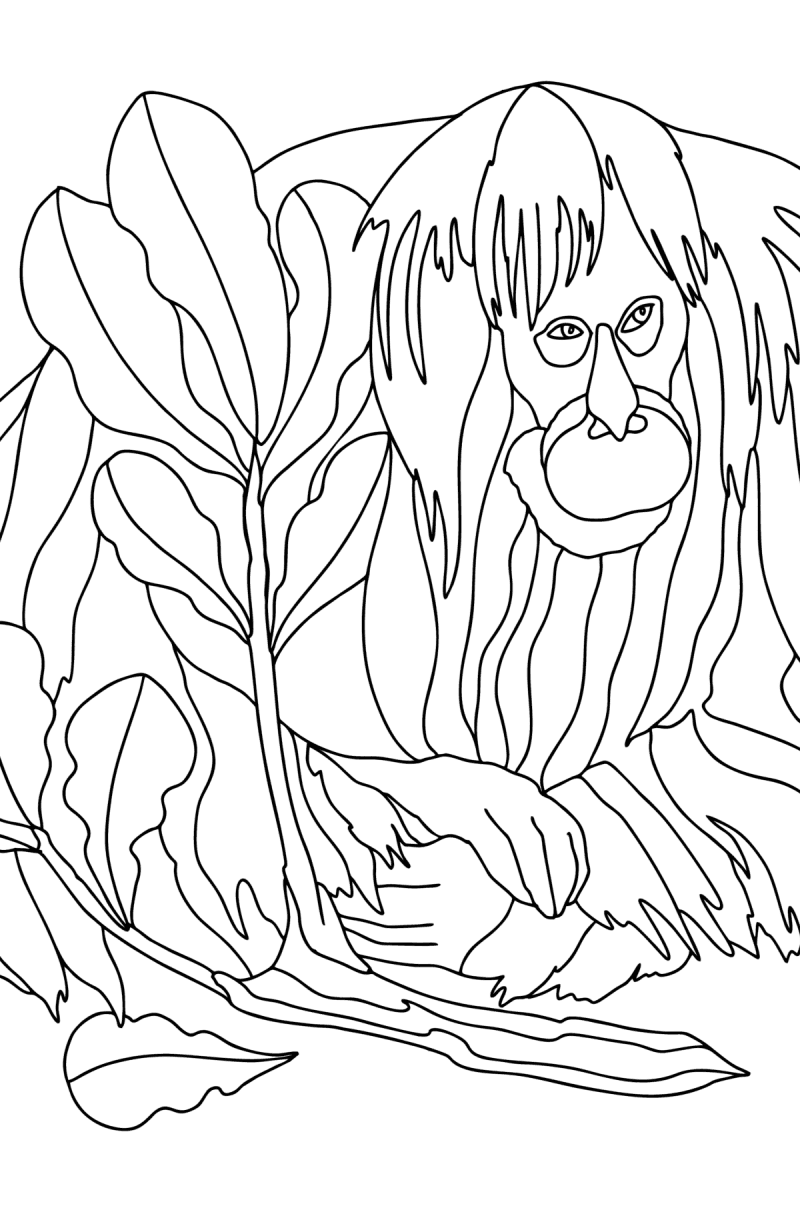 Get 85 Orangutan Coloring Pages Ideas 12