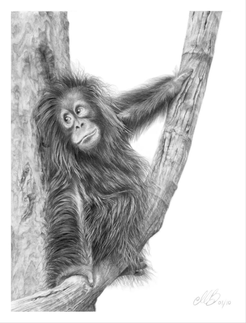 Get 85 Orangutan Coloring Pages Ideas 14