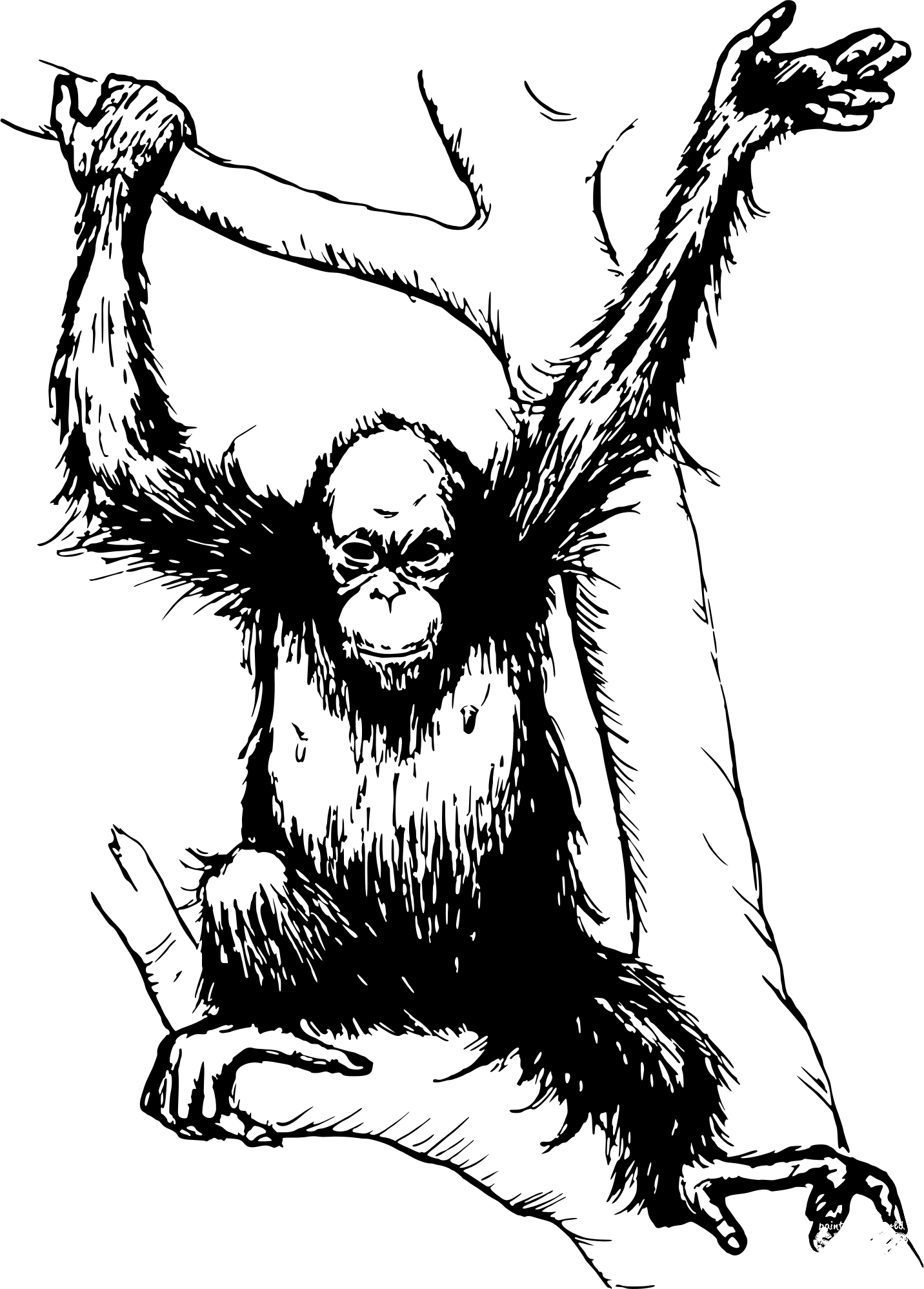 Get 85 Orangutan Coloring Pages Ideas 50