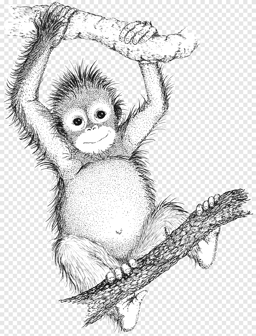 Get 85 Orangutan Coloring Pages Ideas 51