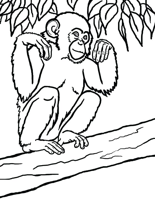 Get 85 Orangutan Coloring Pages Ideas 54