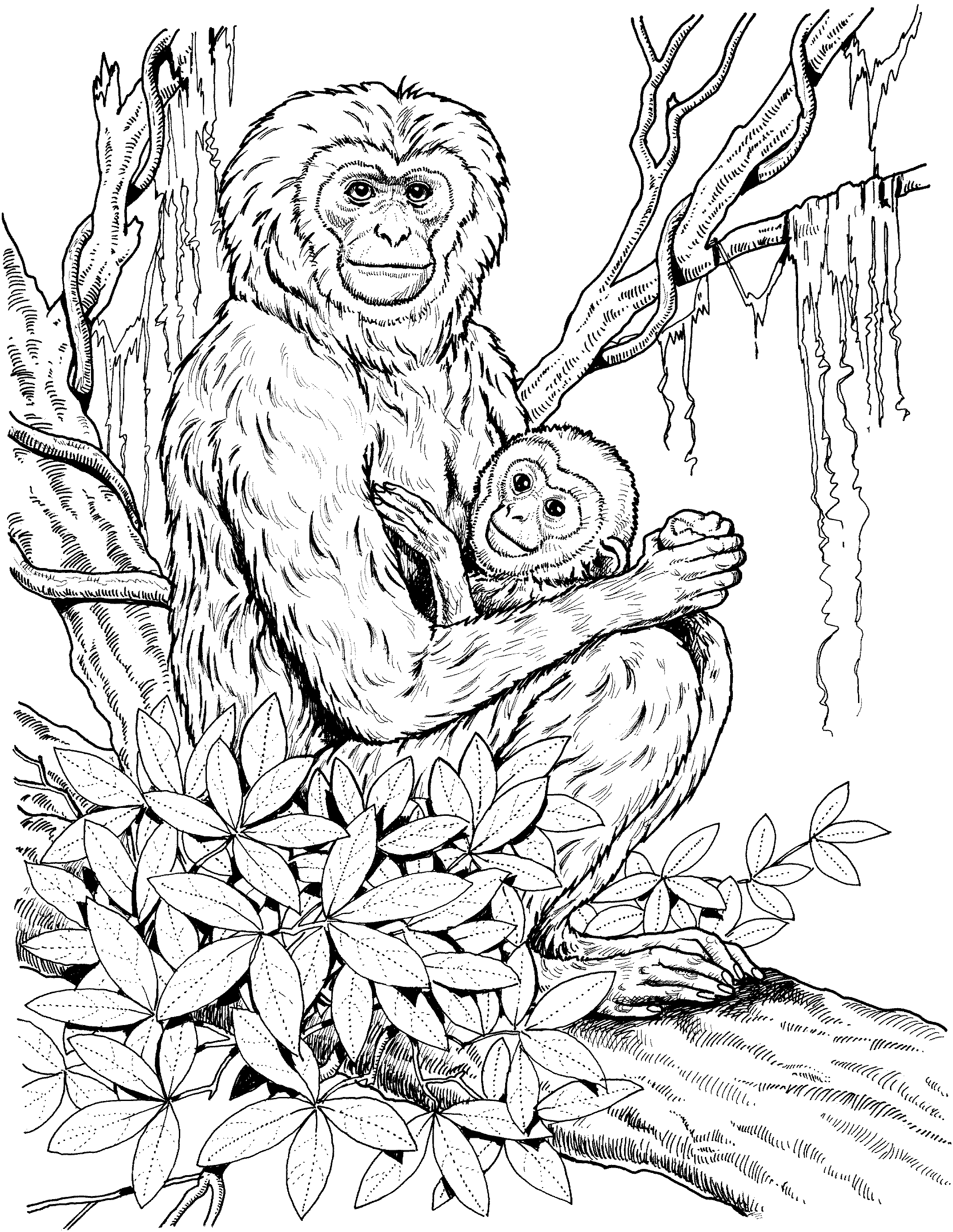 Get 85 Orangutan Coloring Pages Ideas 55