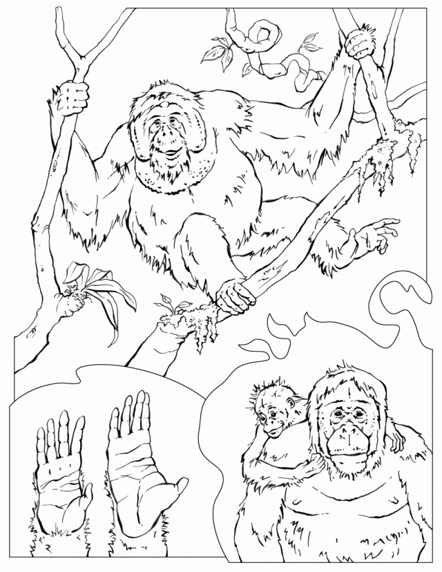 Get 85 Orangutan Coloring Pages Ideas 9