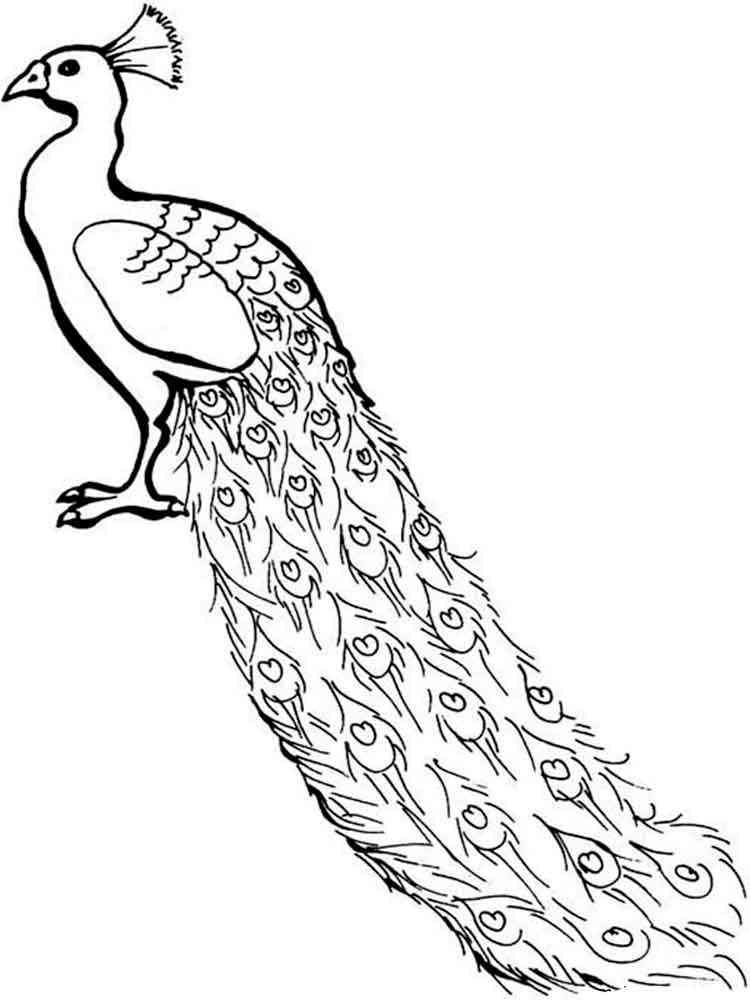 Get 85 Printable Coloring Pages Of Peacocks Ideas 11