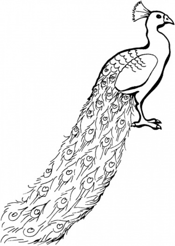 Get 85 Printable Coloring Pages Of Peacocks Ideas 33