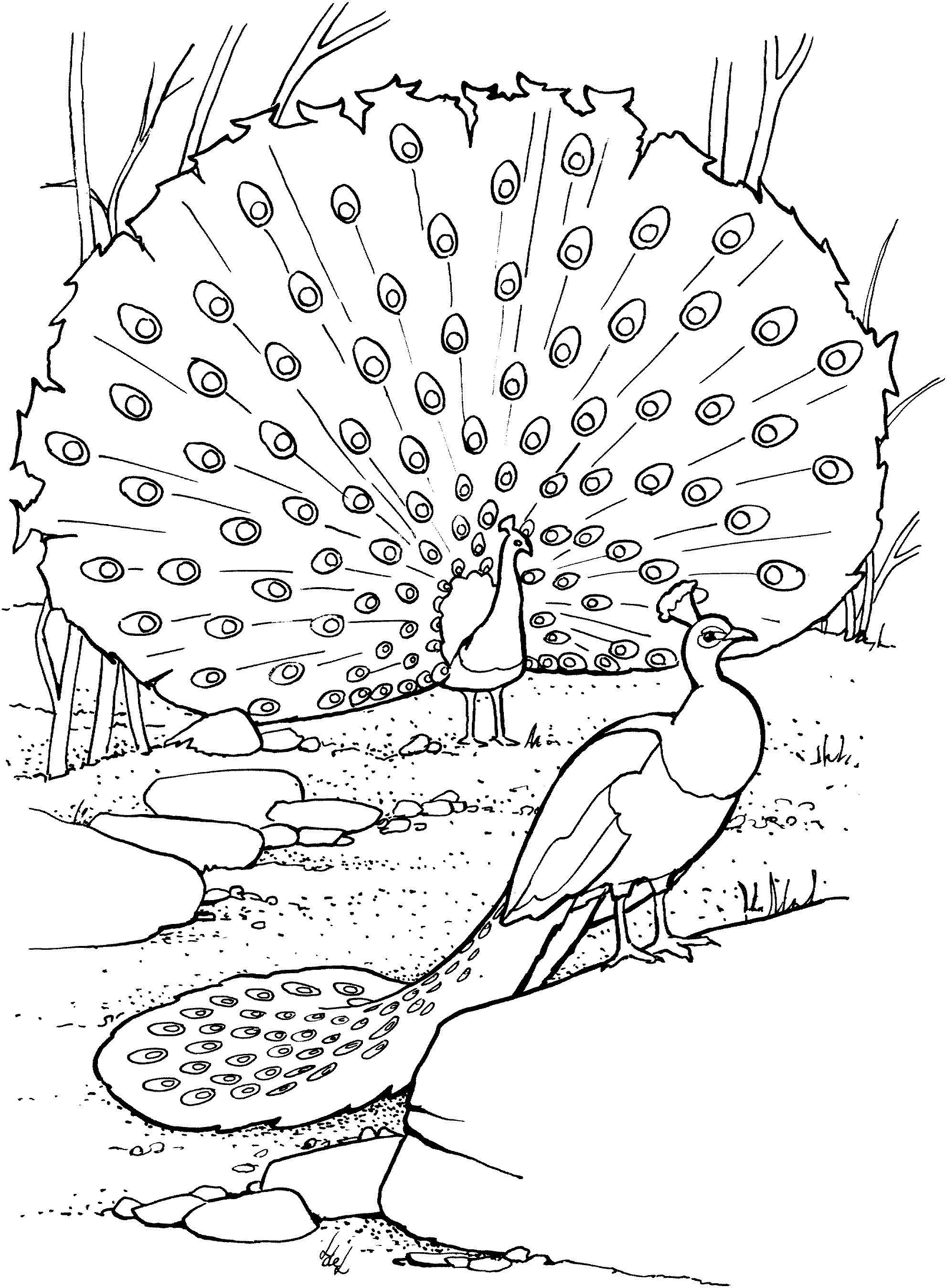 Get 85 Printable Coloring Pages Of Peacocks Ideas 34