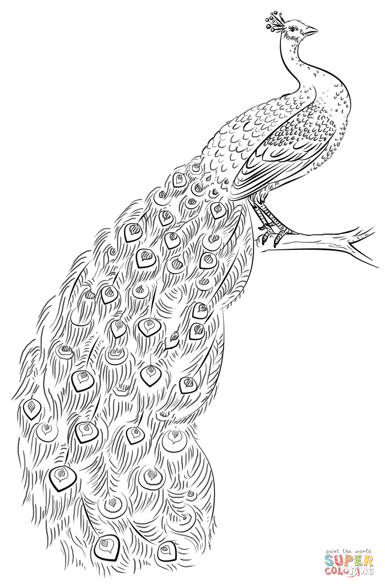 Get 85 Printable Coloring Pages Of Peacocks Ideas 56