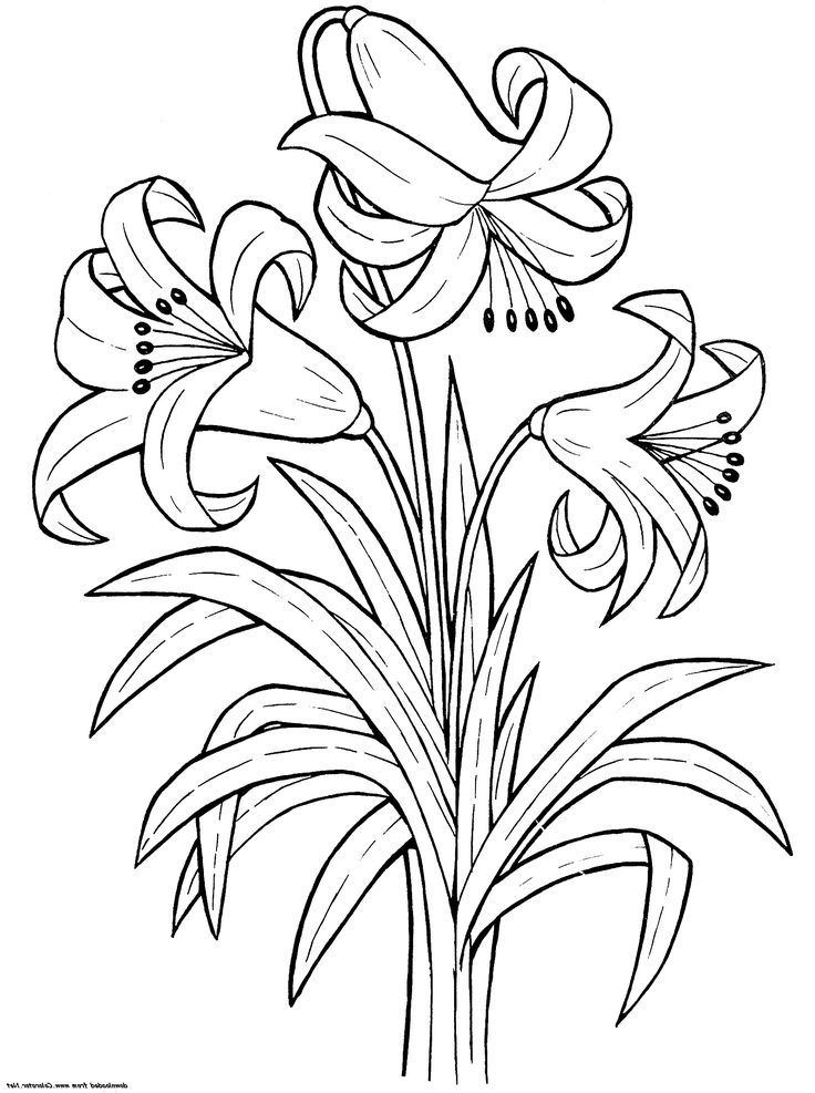 Get 85 Spring Flowers Coloring Ideas 6