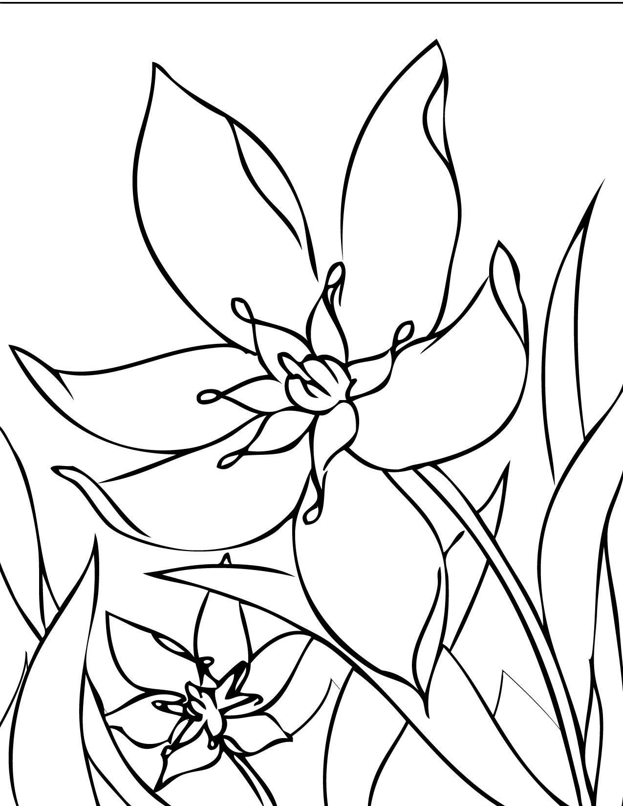 Get 85 Spring Flowers Coloring Ideas 7